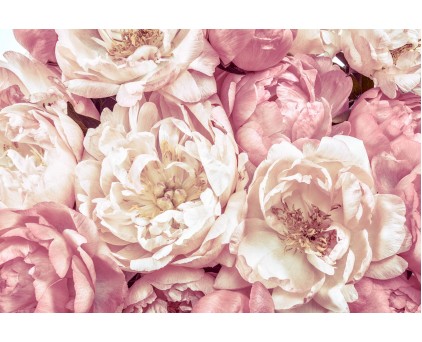 Фотообои с большими пионами арт. XXL4-091 Большие цветы